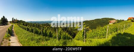 Vigneto sulla campagna austriaca con una chiesa sullo sfondo. Kitzeck im Sausal Foto Stock