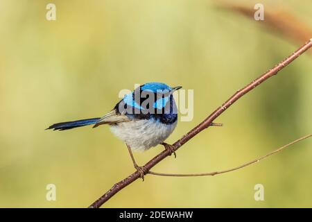 Un adulto maschio superbo Fairywren (Malurus cyaneus) nel suo ricco piumaggio di riproduzione blu e nero arroccato su un ramo. Foto Stock