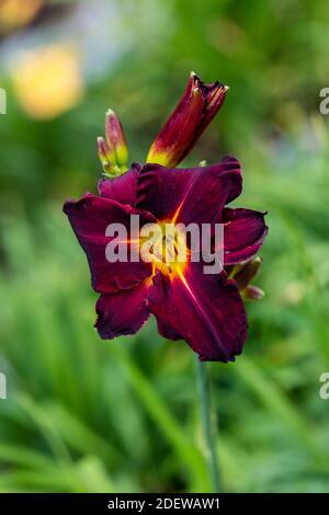 'Chicago Blackout' Daylily, Daglilja (Hemerocallis) Foto Stock