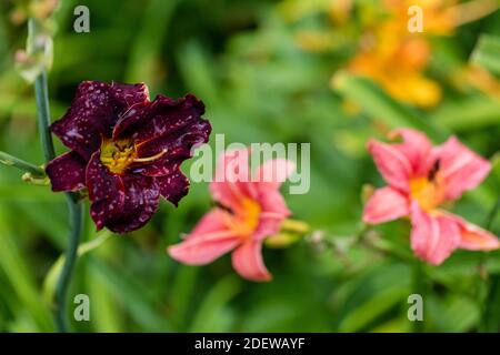 'Chicago Blackout' Daylily, Daglilja (Hemerocallis) Foto Stock