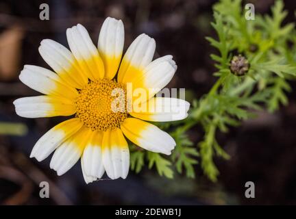 Crisantemo tricolore, Ringkrage (Ismelia carinata) Foto Stock