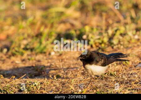 Un comune uccello fantasy australiano bianco e nero conosciuto come Willie Waggail (Rhipidura leucophrys). Foto Stock