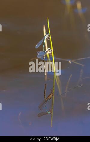 Coppia di Amselflys Blue Ringtail (Austrolestes annulosus) appollaiato su erba sopra l'acqua con riflesso Foto Stock