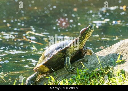 Una tartaruga slider rossa (Trachemys scripta elegans) che si sdraia su una roccia. Foto Stock