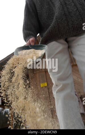 uomo che diffonde sale sulla strada in inverno giorno Foto Stock