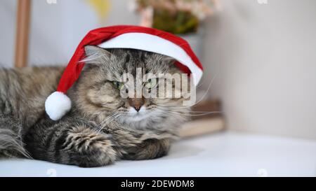 Un bel cappello di Natale che indossa un gatto sdraiato su un tavolo bianco. Foto Stock