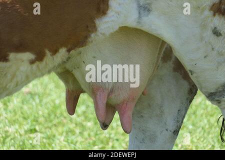 Primo piano delle quattro tettarelle e delle mammelle di una mucca in azienda Foto Stock