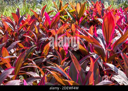 Primo piano di un lussureggiante albero di ferro a foglia rossa Foto Stock