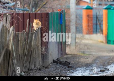 Lo zenzero cat sulla recinzione di legno in villaggio Foto Stock