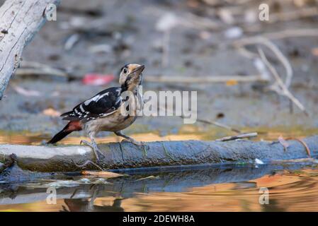 Picchio siriano o Dendrocopos syriacus vicino al ramo. Foto Stock