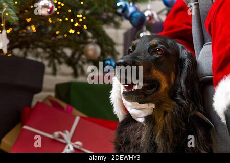 Ritratto del cane di Hovawart. Primo piano di un cane nero Hovawart, con albero di natale sullo sfondo. Foto Stock