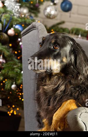 Ritratto del cane di Hovawart. Primo piano di un cane nero Hovawart, con albero di natale sullo sfondo. Foto Stock