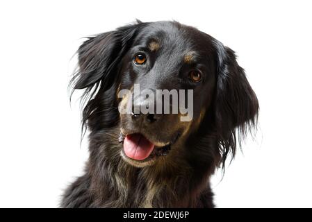 Ritratto del cane di Hovawart. Tiro in primo piano di un cane nero Hovawart, isolato Foto Stock