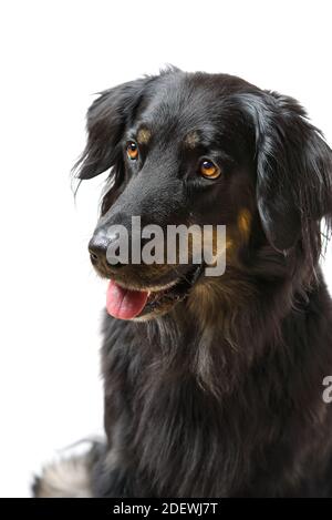 Ritratto del cane di Hovawart. Tiro in primo piano di un cane nero Hovawart, isolato Foto Stock