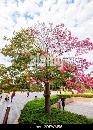 Guangzhou, Guangzhou, Cina. 2 dicembre 2020. Guangdong, CINA-il 30 novembre 2020, a guangzhou, provincia di guangdong, quando la neve pesante nel nord, guangzhou è il sole splining.But i cittadini recenti ha trovato il fiore kapok nel distretto di baiyun vicino metà della visione di foglia dopo essere stato pubblicato su Internet ora questo luogo diventa orologio in caldo, il blogger popolare di scienza ha detto alberi causati dalla differenza di temperatura su entrambi i lati. Credit: SIPA Asia/ZUMA Wire/Alamy Live News Foto Stock