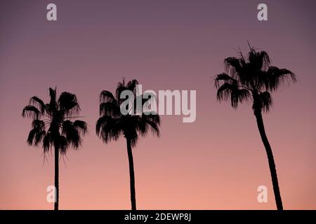 Silhouette di palme di fronte al tramonto viola Foto Stock