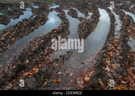 Campo di patate dopo la vendemmia in autunno: Puddles in pneumatici cingolati Foto Stock