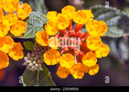 Sfondo naturale con macro fotografia di Lantana Horrida fiori e. i suoi bellissimi colori con tonalità giallo e rosso Foto Stock