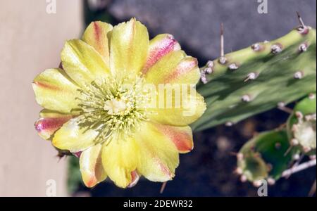 Sfondo naturale con macro fotografia di Prickly Pear fiore viola a e i suoi bei colori con tonalità giallo e viola Foto Stock