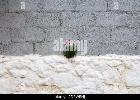 Fiore che cresce attraverso la parete fatta di mattoni grigi di pietra. Foto Stock