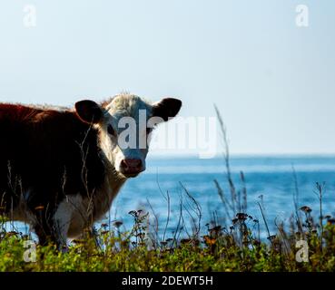 Piccolo vitello Hereford su pascoli, rosso e bianco, primo piano. . Foto di alta qualità Foto Stock