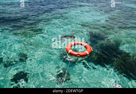 Australiano leone del mare cucino (Neophoca cinerea) vicino a un conservatore di vita, Fishermans Island Nature Reserve, Green Head, Australia occidentale Foto Stock