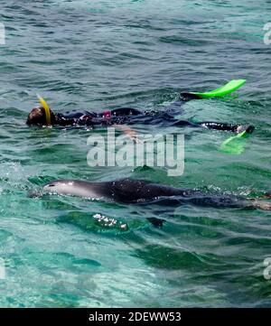 Snorkeling nuoto con un australiano leone cucito (Neophoca cinerea), Fishermans Island Nature Reserve, Green Head, Australia occidentale Foto Stock