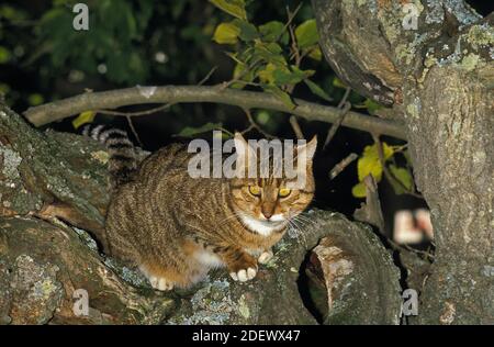 Brown Tabby e White Domestic Cat, Adulto in piedi in albero Foto Stock