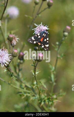 La tigre scarlatto si stira su un fiore viola o su una pianta porpora spiritosa. Farfalla colorata rossa e nera, cielo sullo sfondo. Foto Stock
