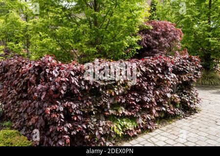 Siepe di Fagus sylvatica 'Atropurpurea' Foto Stock