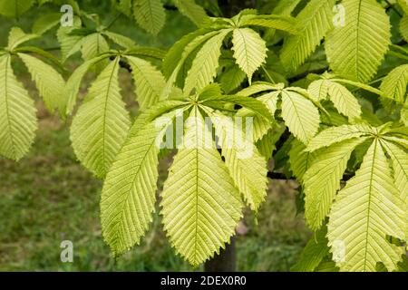 Foglie di Aesculus hippocastanum 'Wisselink' Foto Stock
