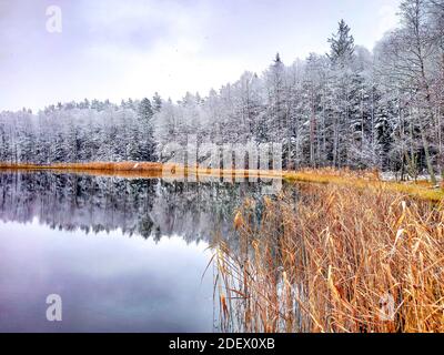Bel bosco o bosco in inverno con alberi coperti da neve e canne gialle, nuvoloso paesaggio invernale Foto Stock