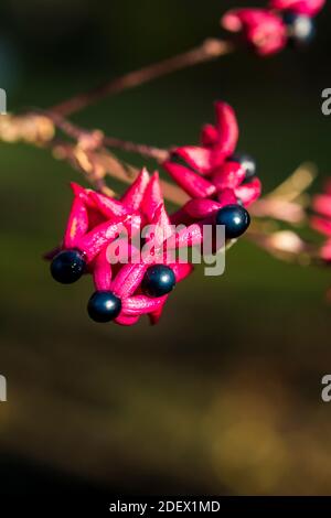 I frutti di Clerodendrum trichotomum var. Fargesii Foto Stock