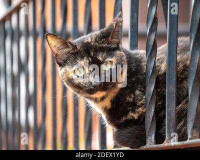 Piccolo gatto con occhi verdi che guardano curiosamente dietro le barre Foto Stock