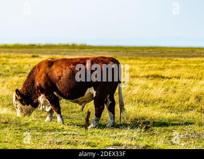 Il grande toro di Hereford pascolava su un prato. Foto Stock