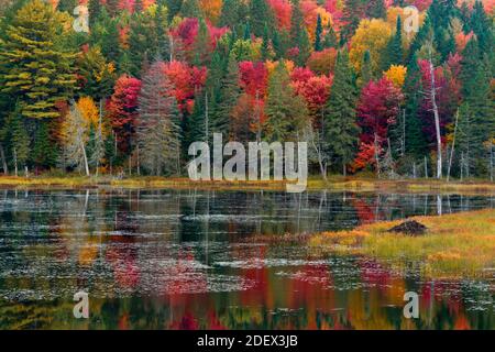 Geografia / viaggio, Canada, Beaver stagno in autunno, Algonquin Provincial Park, Ontario, Additional-Rights-Clearance-Info-Not-Available Foto Stock