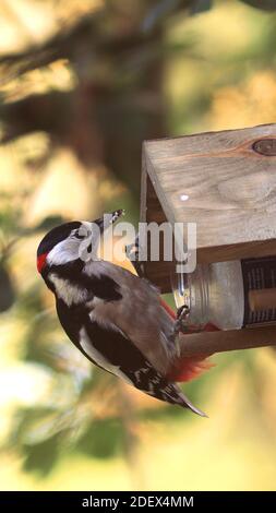 Grande picchio macchiato appeso ad un alimentatore di legno con un vasetto di semi contro una luce naturale dorata offuscata bagliore sullo sfondo Foto Stock