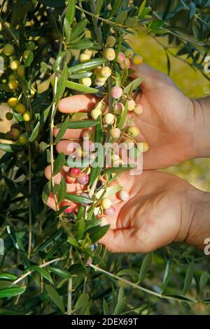 Olive variey Arbequina. Lleida, Catalogna, Spagna. Foto Stock