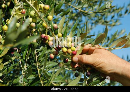 Olive variey Arbequina. Lleida, Catalogna, Spagna. Foto Stock