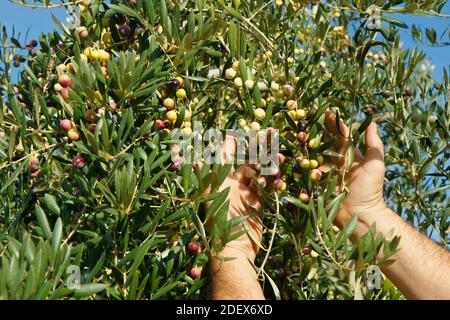 Olive variey Arbequina. Lleida, Catalogna, Spagna. Foto Stock