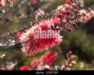 Closeup di fiori di piume scarlatto (Verticordia grandis), Lesueur National Park, Australia Occidentale. Foto Stock