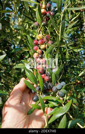 Olive variey Arbequina. Lleida, Catalogna, Spagna. Foto Stock