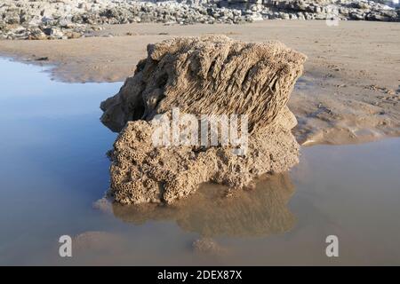 Corallo fossilizzato a Ogmore-by-Sea, Galles Foto Stock