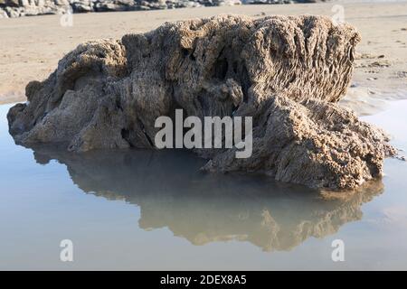 Corallo fossilizzato a Ogmore-by-Sea, Galles Foto Stock