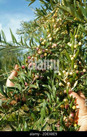 Olive variey Arbequina. Lleida, Catalogna, Spagna. Foto Stock