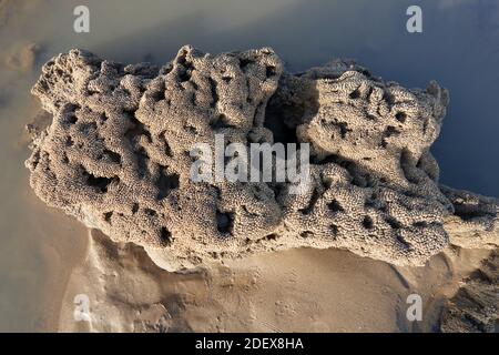 Corallo fossilizzato a Ogmore-by-Sea, Galles Foto Stock