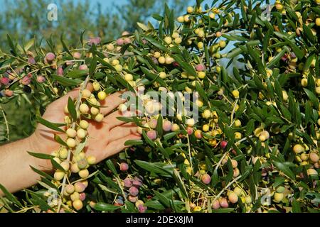 Olive variey Arbequina. Lleida, Catalogna, Spagna. Foto Stock