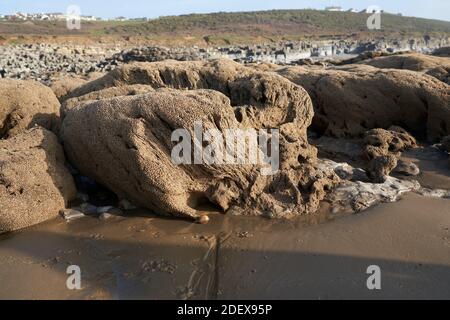 Corallo fossilizzato a Ogmore-by-Sea, Galles Foto Stock