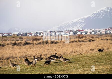 oche pascolo su erba alla periferia di reykjavik Foto Stock