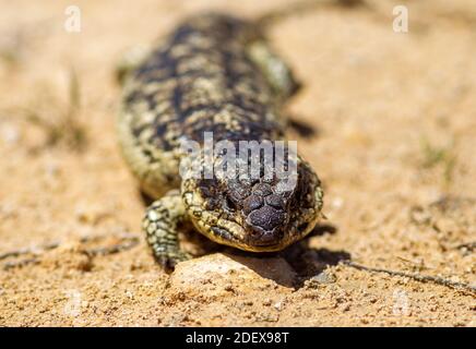 Un closeup di una lucertola stumpia vicino al Coorong in Australia Meridionale il 11 novembre 2020 Foto Stock